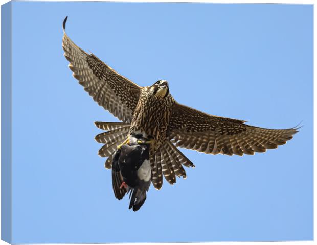 Peregrine Falcon with Prey Canvas Print by Jeff Sykes Photography