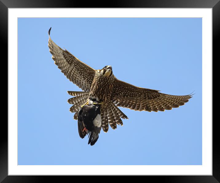 Peregrine Falcon with Prey Framed Mounted Print by Jeff Sykes Photography