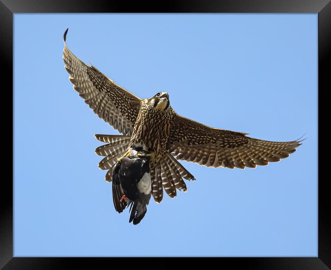 Peregrine Falcon with Prey Framed Print by Jeff Sykes Photography