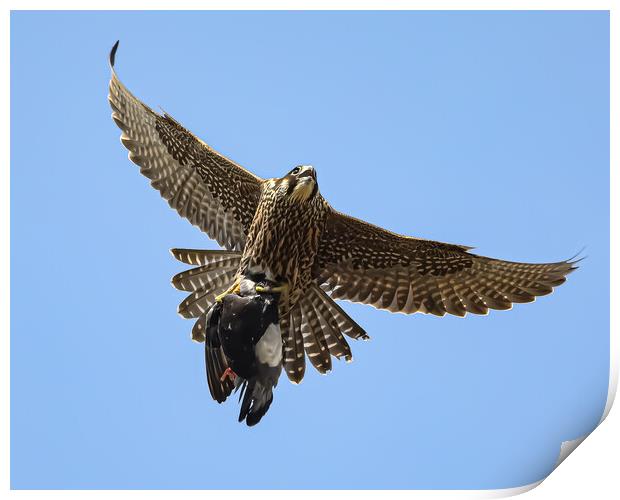 Peregrine Falcon with Prey Print by Jeff Sykes Photography