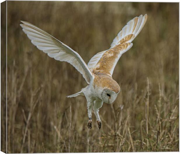 Barn Owl Canvas Print by Jeff Sykes Photography