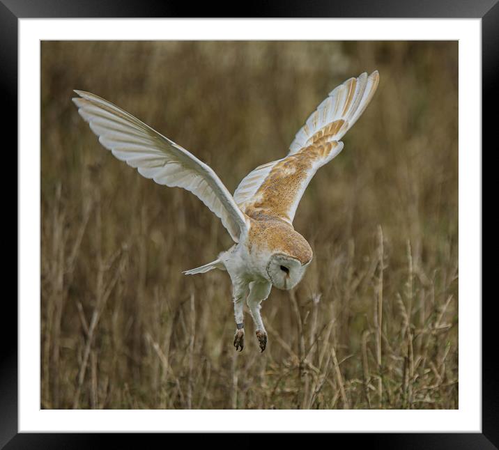 Barn Owl Framed Mounted Print by Jeff Sykes Photography
