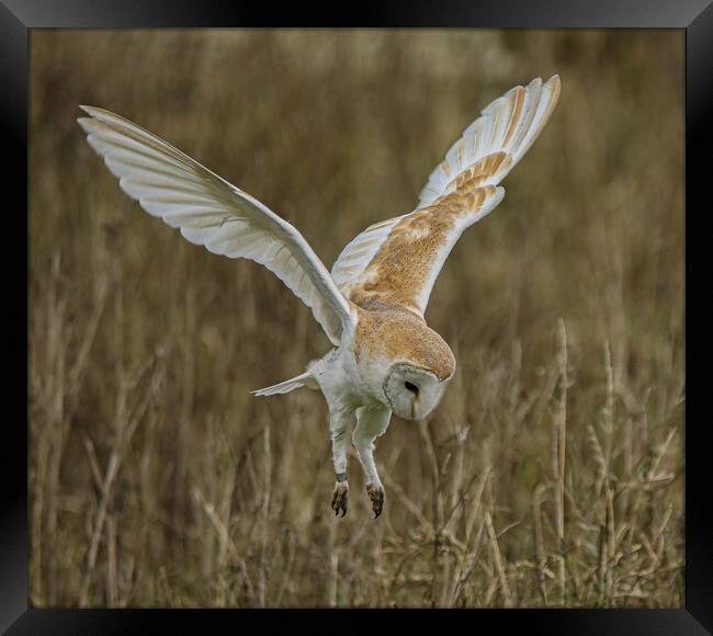 Barn Owl Framed Print by Jeff Sykes Photography
