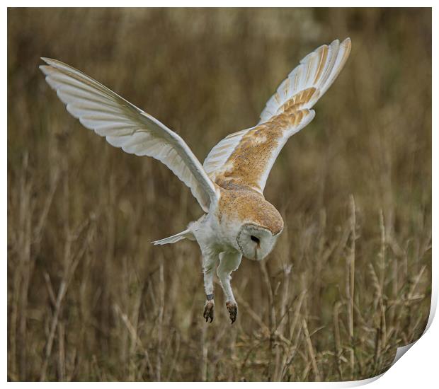 Barn Owl Print by Jeff Sykes Photography
