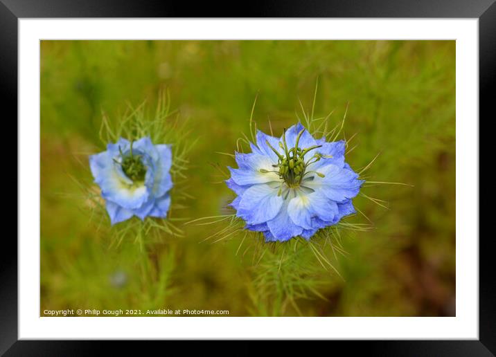 LOVE IN A MIST Framed Mounted Print by Philip Gough