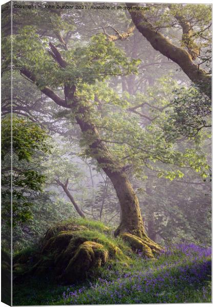 The Oak Tree and the Rock Canvas Print by John Dunbar