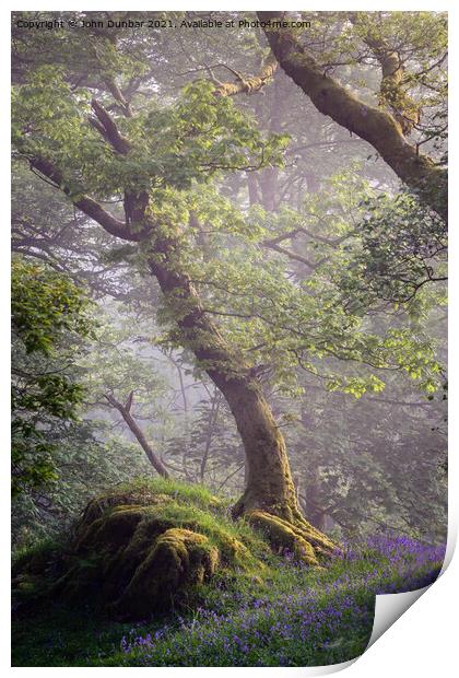 The Oak Tree and the Rock Print by John Dunbar