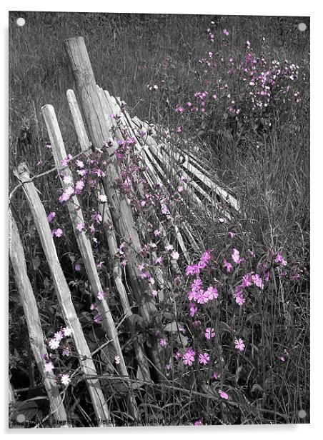 Fallen Fence Acrylic by Stephen Wakefield