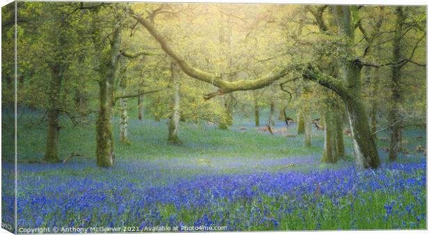 Hazy Bluebell Woods Canvas Print by Anthony McGeever