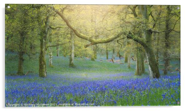 Hazy Bluebell Woods Acrylic by Anthony McGeever
