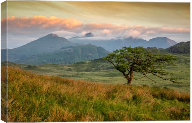 Tree on Foel Goch Canvas Print by Rory Trappe