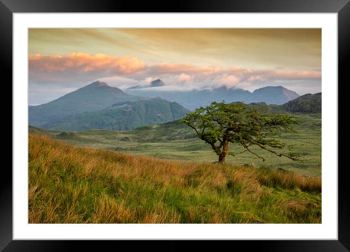 Tree on Foel Goch Framed Mounted Print by Rory Trappe