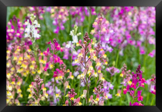 Linaria 'Northern Lights' Framed Print by Graham Prentice