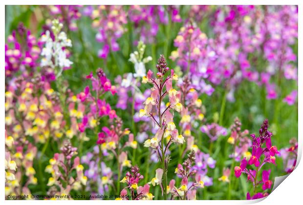 Linaria 'Northern Lights' Print by Graham Prentice