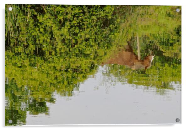 Horse reflection Acrylic by mark humpage