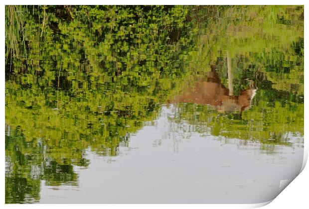 Horse reflection Print by mark humpage