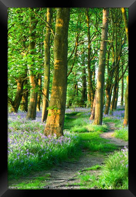 Bluebell woods in evening sunlight Framed Print by Benjamin Elliott