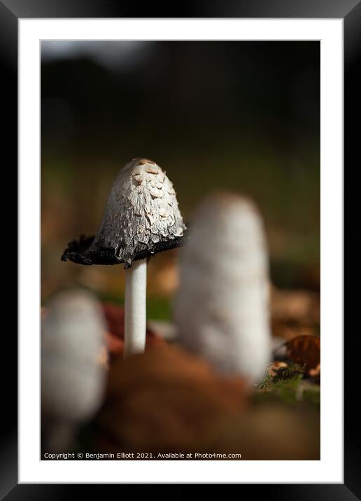 Coprinus comatus, the shaggy ink cap, lawyer's wig Framed Mounted Print by Benjamin Elliott