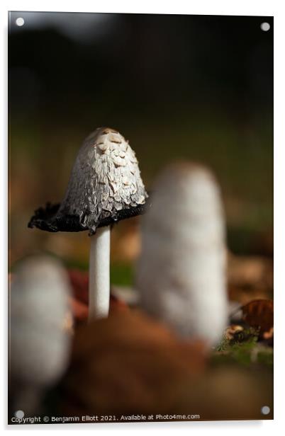 Coprinus comatus, the shaggy ink cap, lawyer's wig Acrylic by Benjamin Elliott