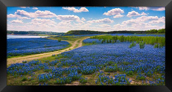 Texas Bluebonnets panorama Framed Print by Chuck Underwood