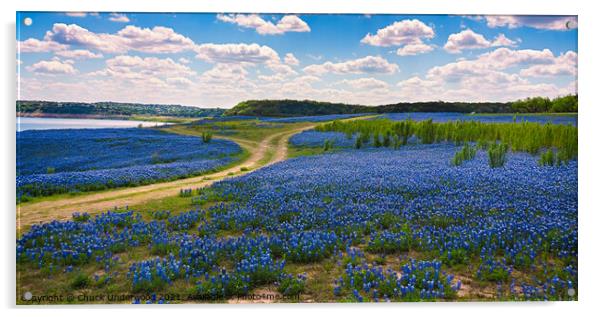 Texas Bluebonnets panorama Acrylic by Chuck Underwood