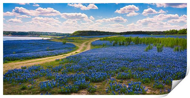 Texas Bluebonnets panorama Print by Chuck Underwood