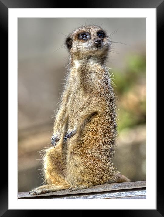 Meerkat on A Hot Tin Roof 2 Framed Mounted Print by Mike Gorton
