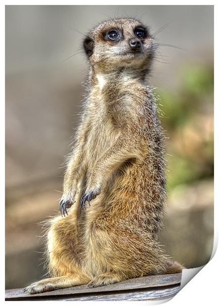 Meerkat on A Hot Tin Roof 2 Print by Mike Gorton