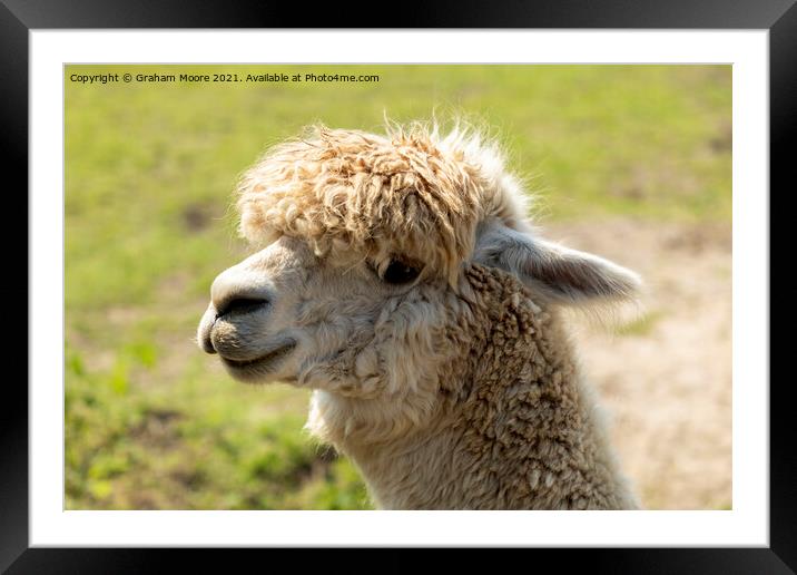 Smiling alpaca Framed Mounted Print by Graham Moore