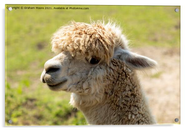 Smiling alpaca Acrylic by Graham Moore