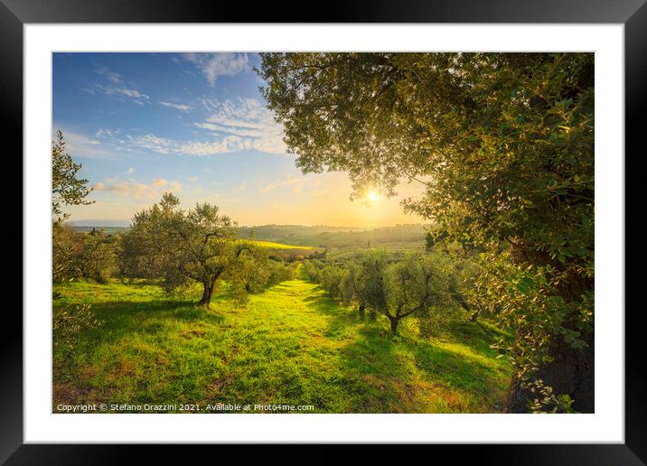 Olive Grove at Sunset. Tuscany Framed Mounted Print by Stefano Orazzini