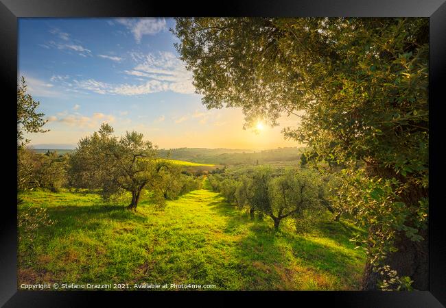 Olive Grove at Sunset. Tuscany Framed Print by Stefano Orazzini