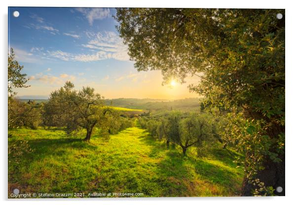 Olive Grove at Sunset. Tuscany Acrylic by Stefano Orazzini