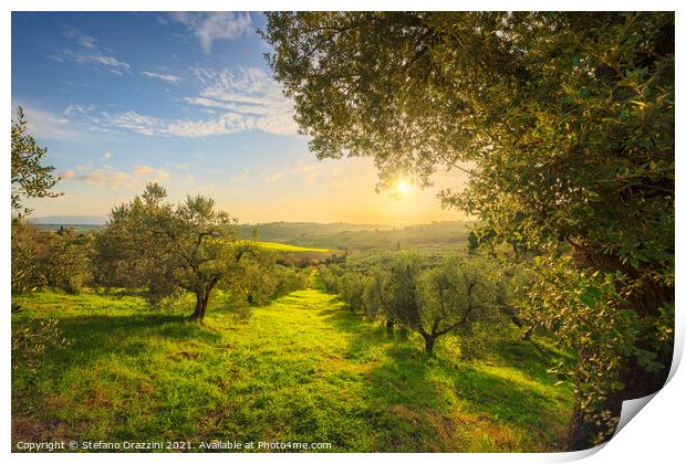 Olive Grove at Sunset. Tuscany Print by Stefano Orazzini