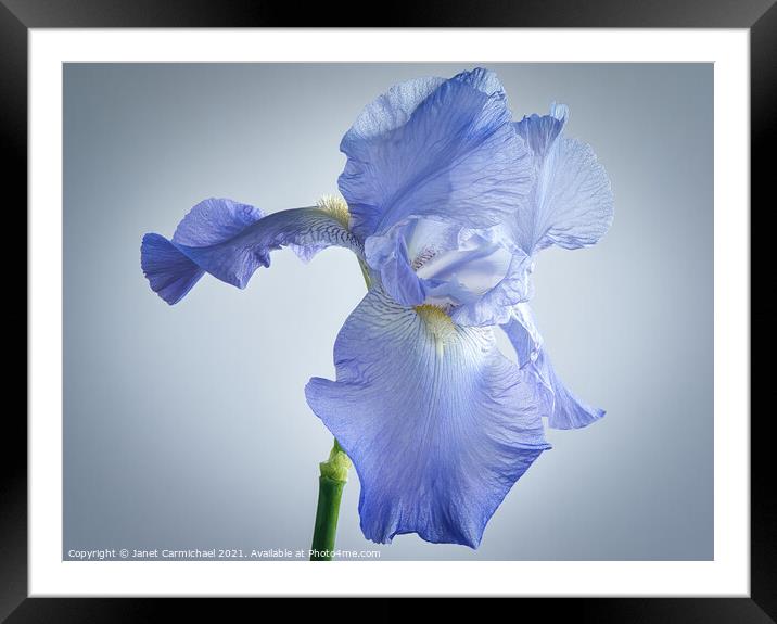 Flamboyant Iris Beauty Framed Mounted Print by Janet Carmichael