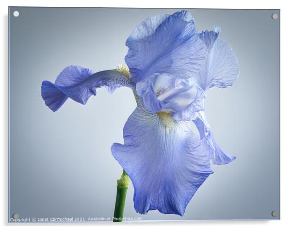 Flamboyant Iris Beauty Acrylic by Janet Carmichael