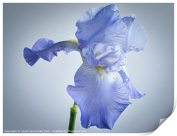 Flamboyant Iris Beauty Print by Janet Carmichael
