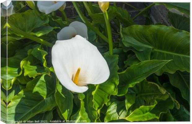 White Arum Lily Canvas Print by Allan Bell