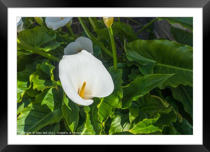 White Arum Lily Framed Mounted Print by Allan Bell