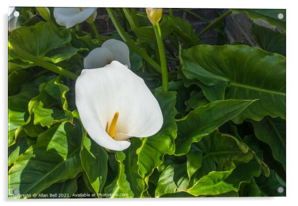 White Arum Lily Acrylic by Allan Bell