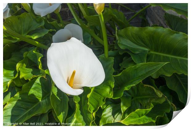 White Arum Lily Print by Allan Bell
