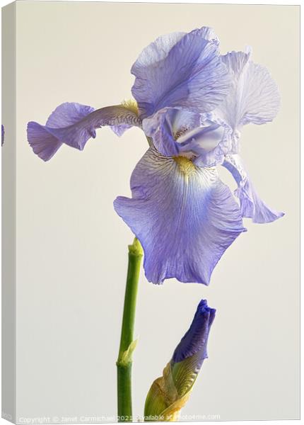 Majestic Iris Blooms Canvas Print by Janet Carmichael