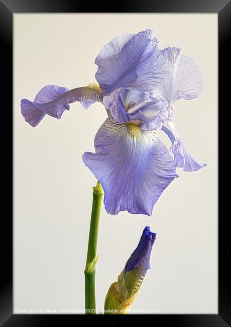 Majestic Iris Blooms Framed Print by Janet Carmichael