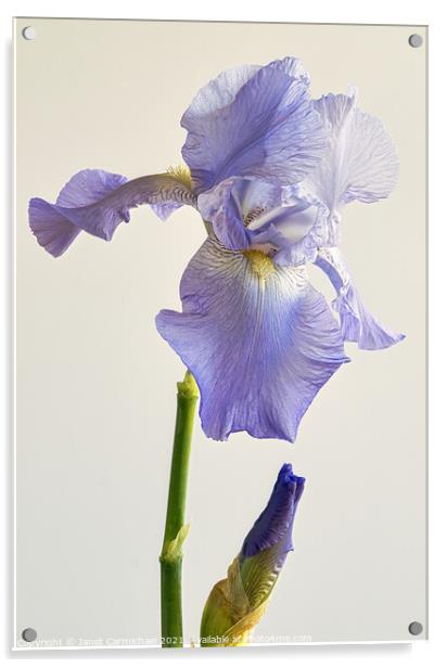 Majestic Iris Blooms Acrylic by Janet Carmichael