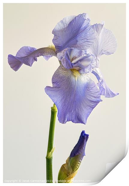 Majestic Iris Blooms Print by Janet Carmichael