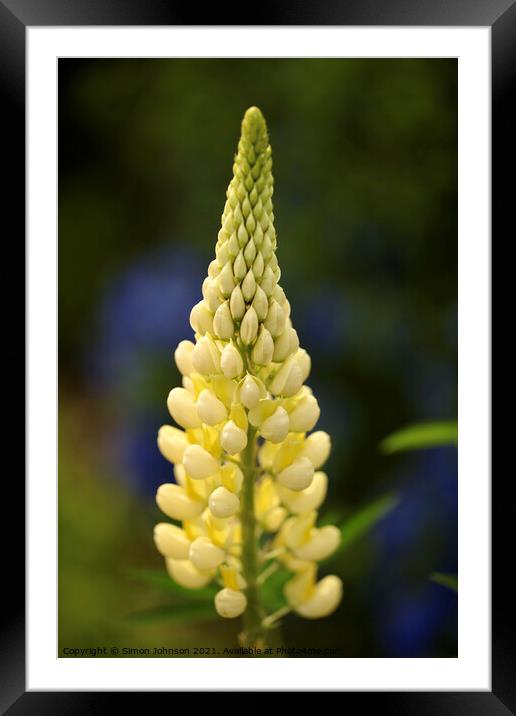 yellow lupin flower Framed Mounted Print by Simon Johnson