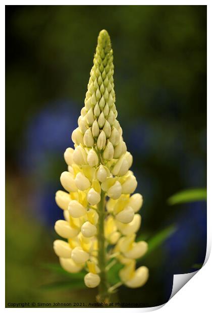 yellow lupin flower Print by Simon Johnson