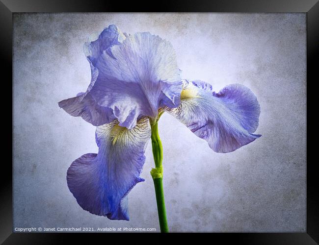 Iris - Artistic Framed Print by Janet Carmichael