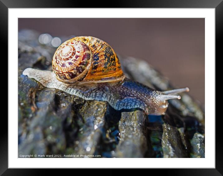 A Snail at High Speed. Framed Mounted Print by Mark Ward