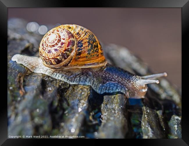 A Snail at High Speed. Framed Print by Mark Ward